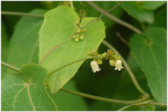 Solena amplexicaulis